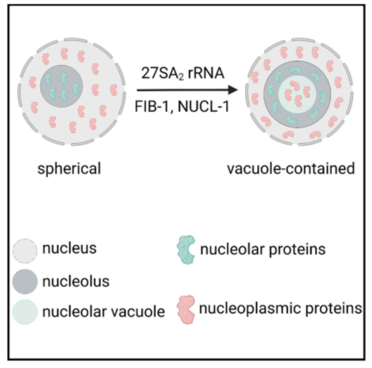 nucleolar vacuole